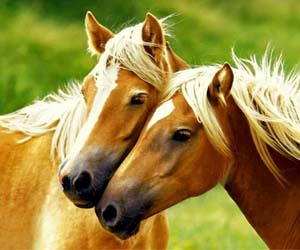 Kolorowanki Koń Konie